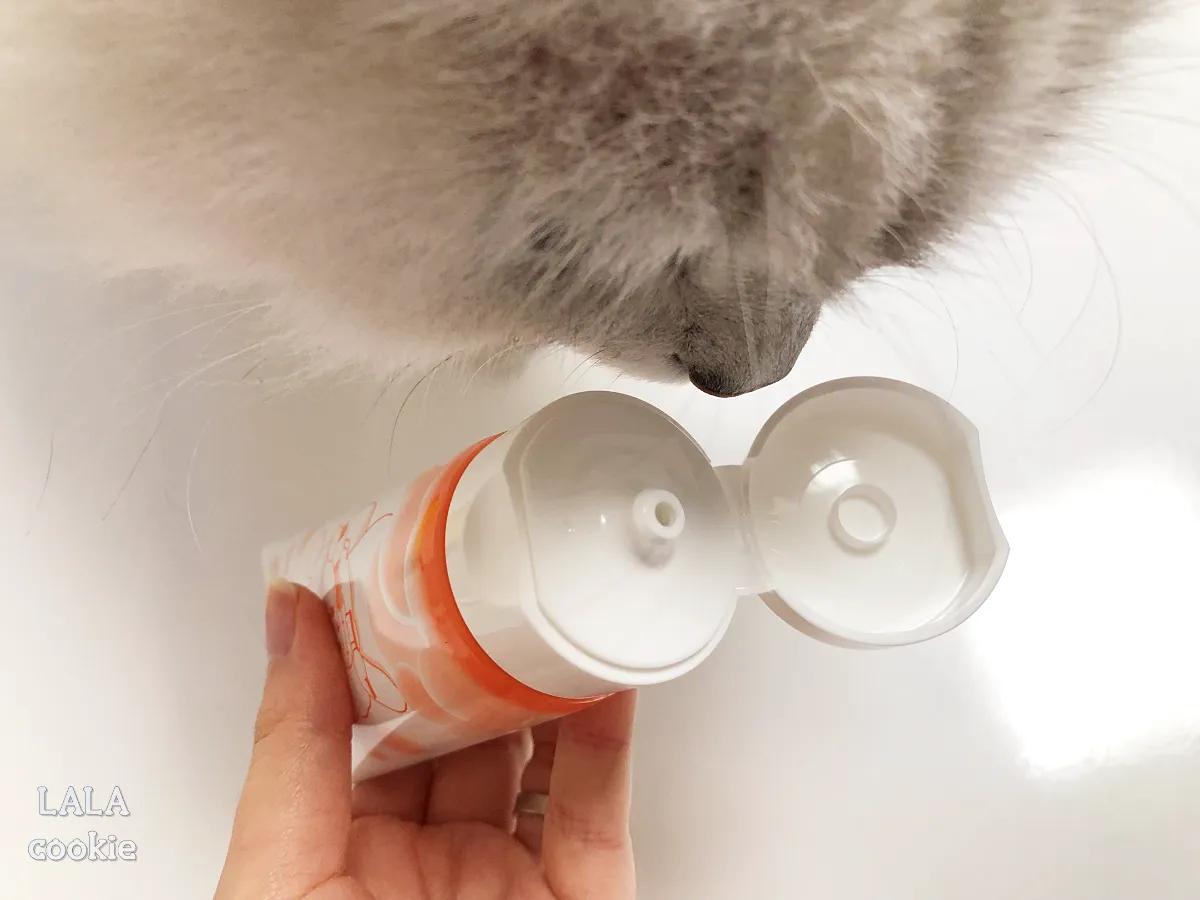 고양이-치약-냄새-맡는-고양이