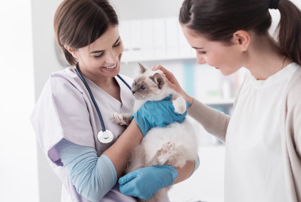 진찰을 받는 고양이.