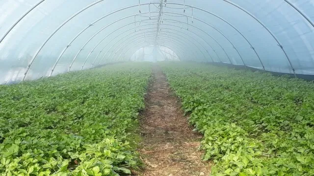 참나물 재배 반그늘 키우기 물 관리 잎 수확_7