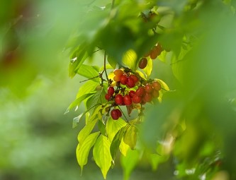 구례 산수유 축제
