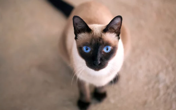 샴고양이/출처:어도비스톡