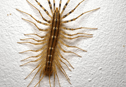 돈벌레 생기는 이유