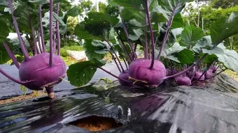 콜라비 재배 모종 선택 빛 관리 당도 높이기_13