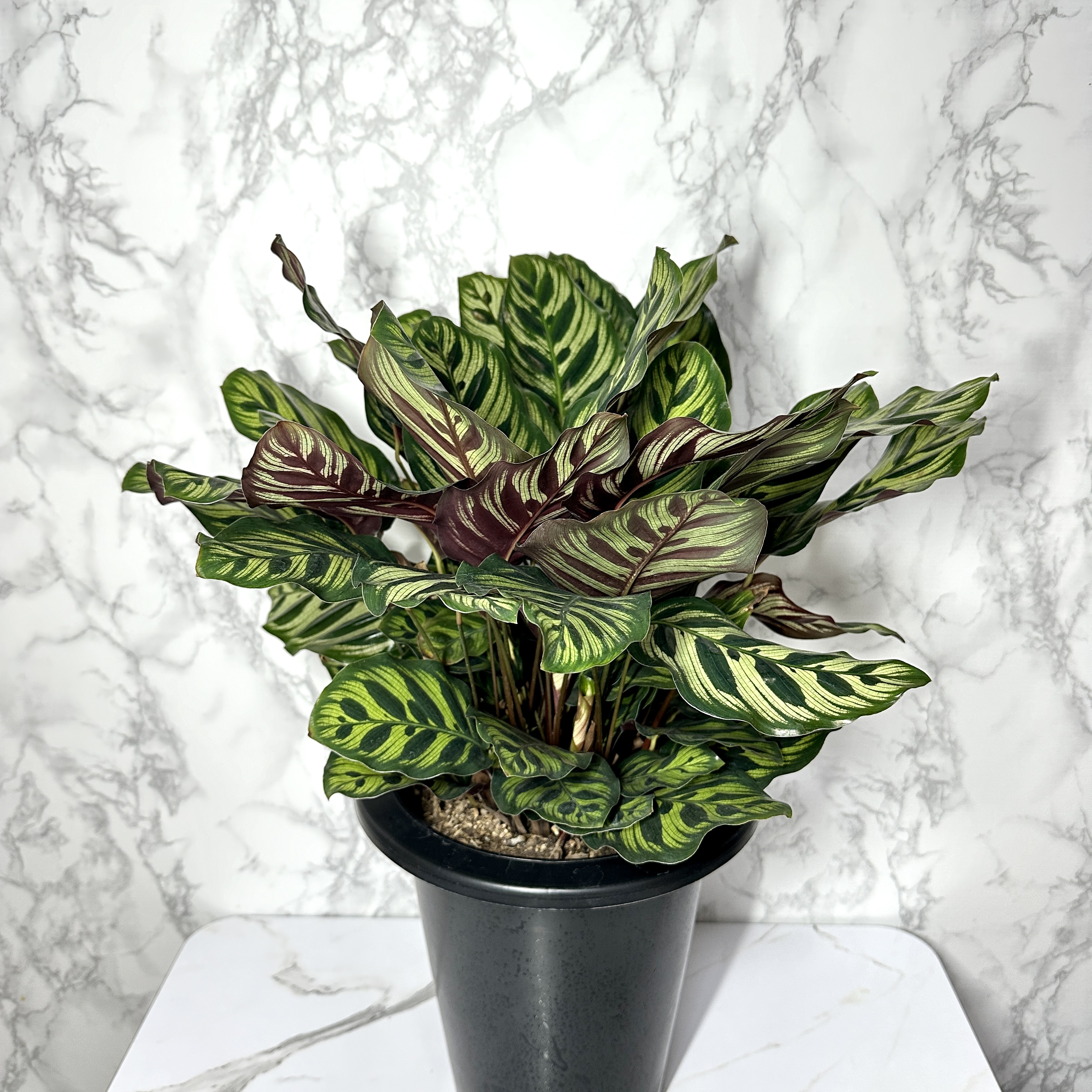 칼라데아 마코야나 키우는 방법, 온도, 물주기, 관리