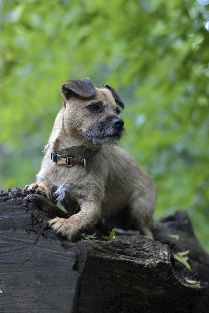 보더 테리어(Border Terrier)4
