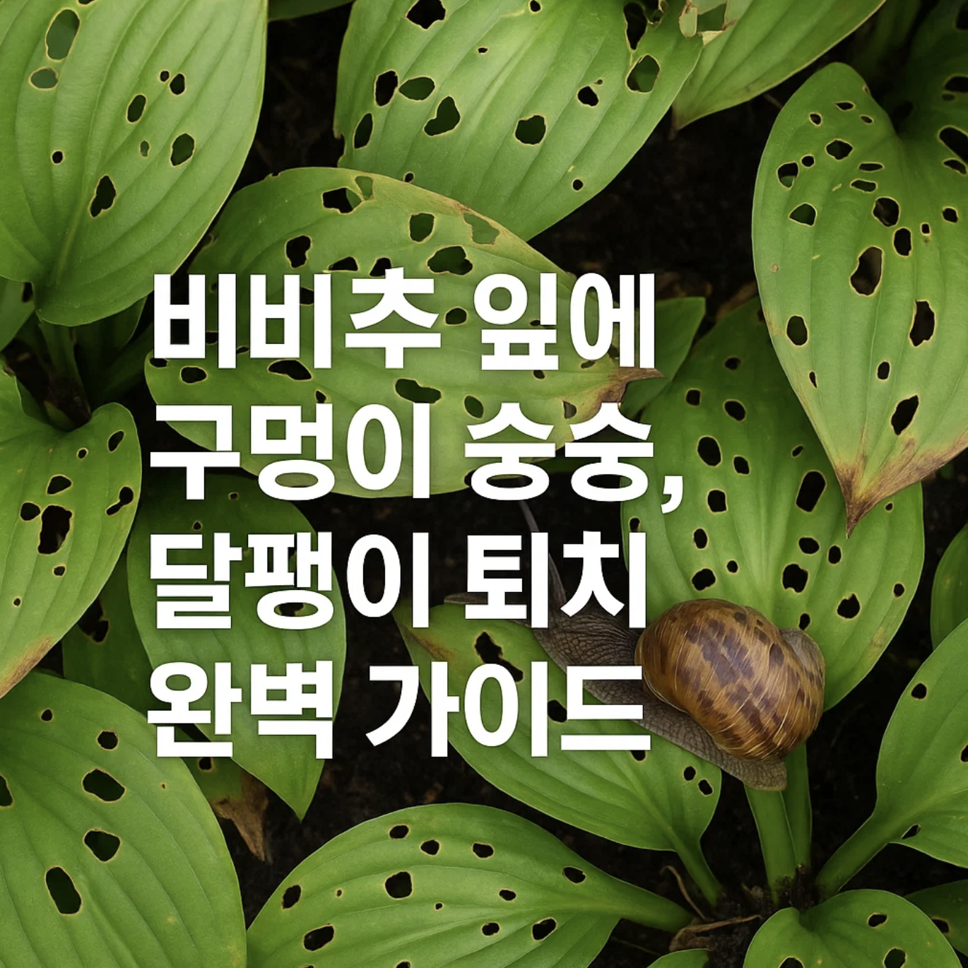 비비추 잎에 구멍이 숭숭, 달팽이 퇴치 완벽 가이드