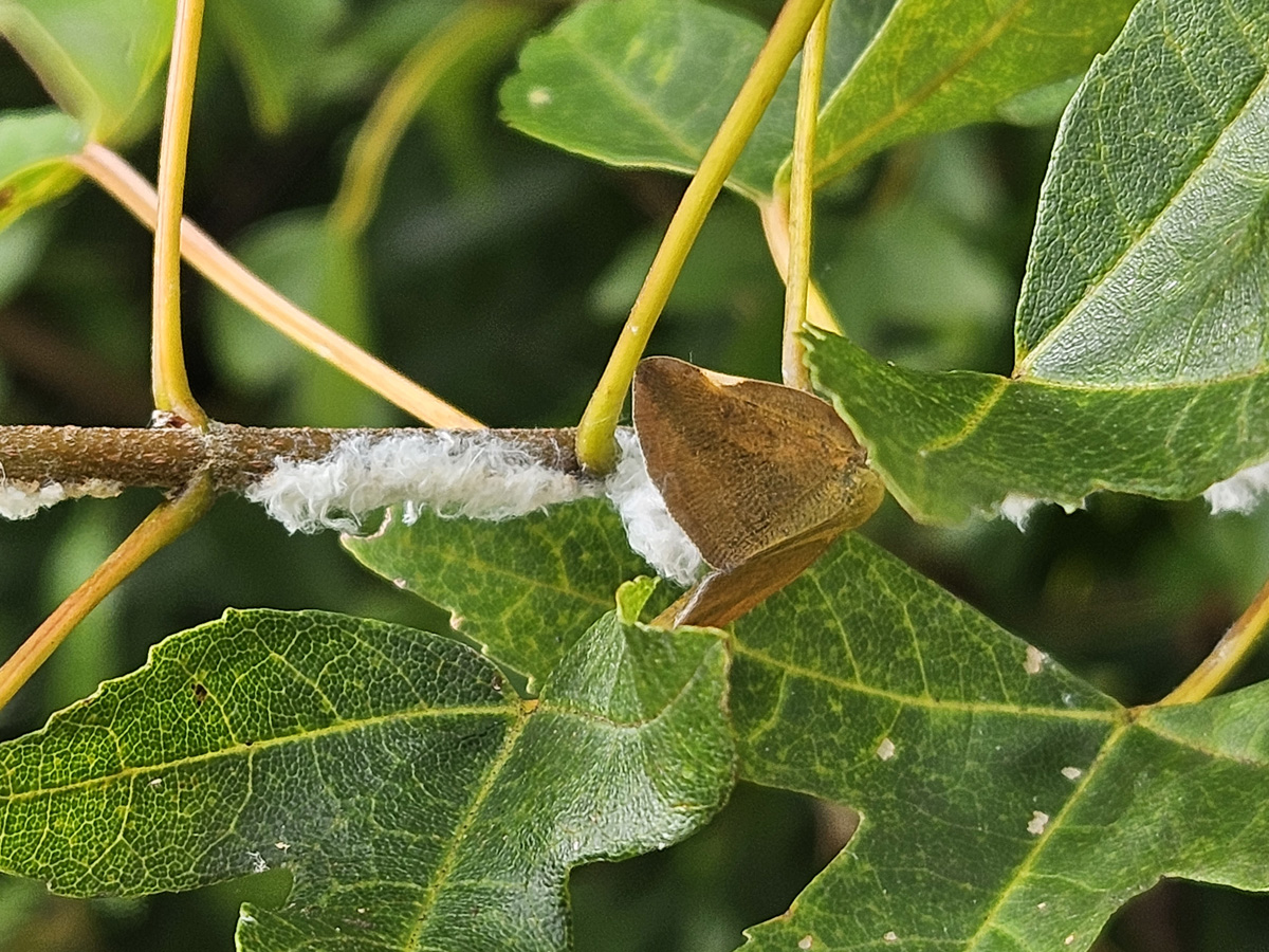갈색날개매미충2