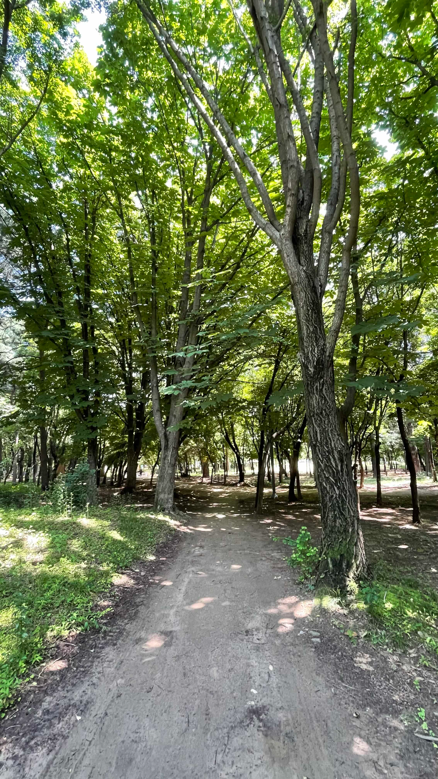 양재(매헌)시민의 숲 나들이 비포장길 산책