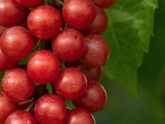 간에 도움을 주는 오미자