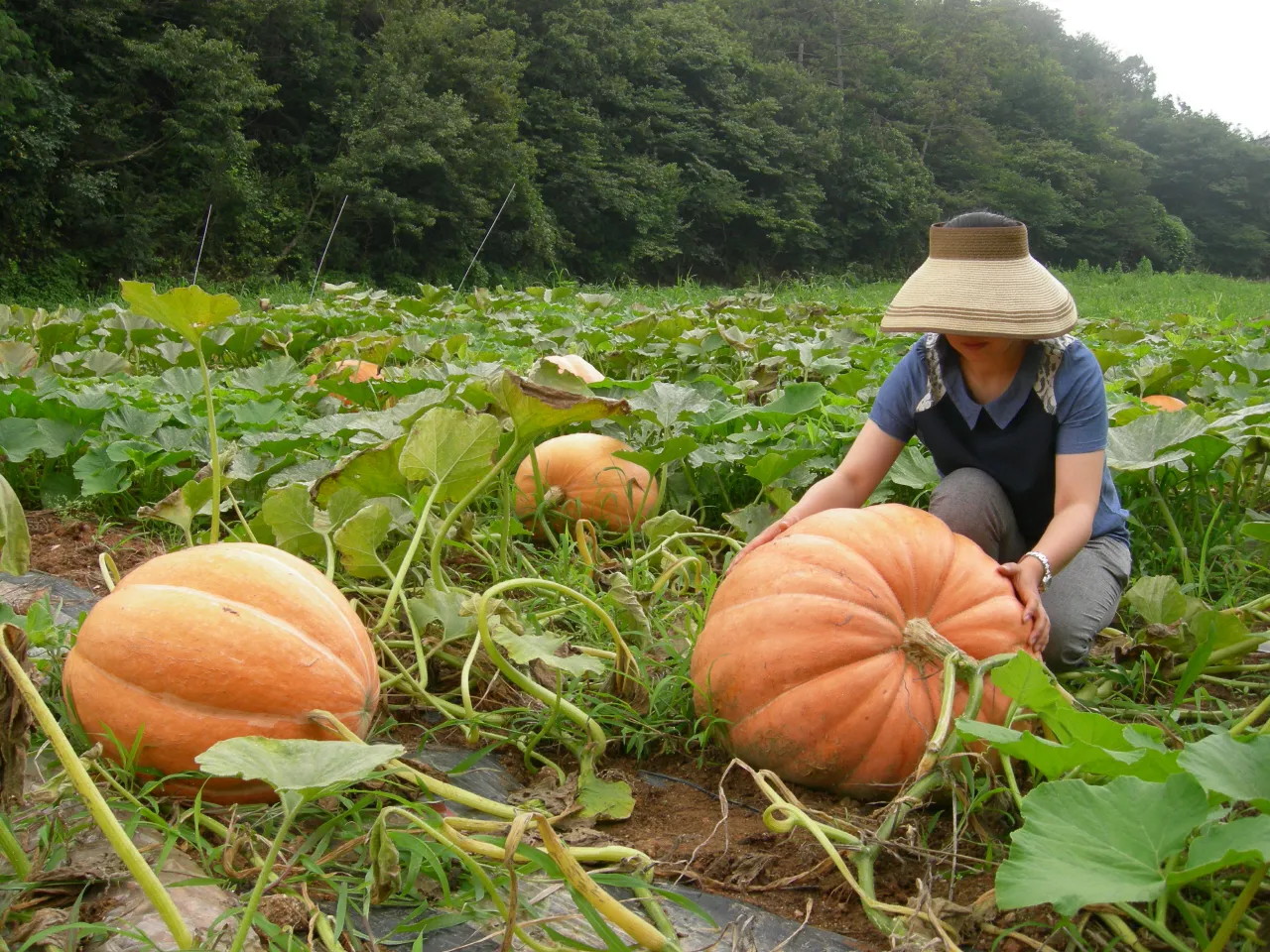 호박 재배 덩굴 유인 암꽃 관리 거름 주기_8