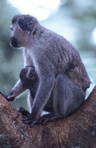 우간다 원숭이 사진