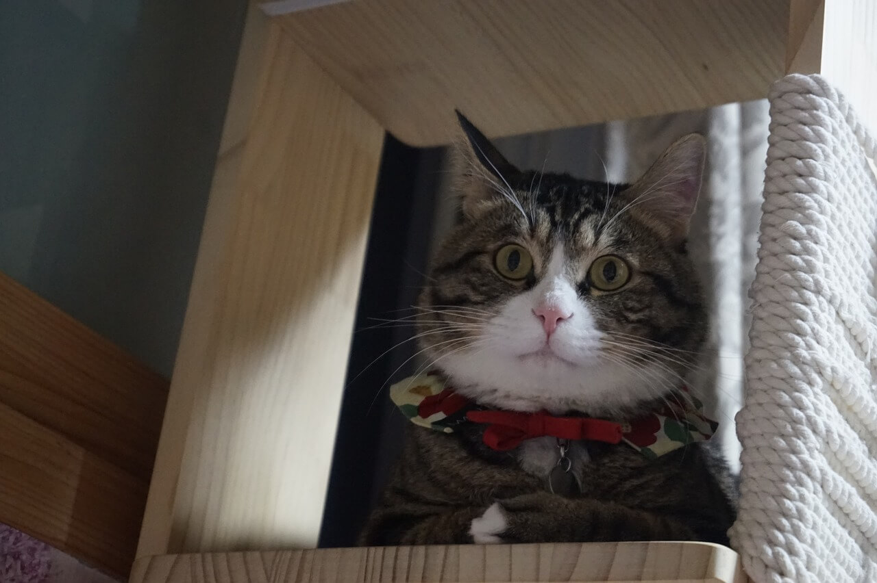 반려동물 스트레스