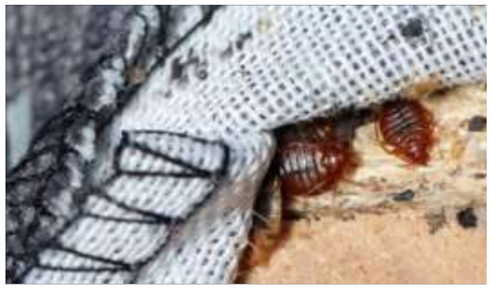 매드리스에서 발견되는 빈대 모습1