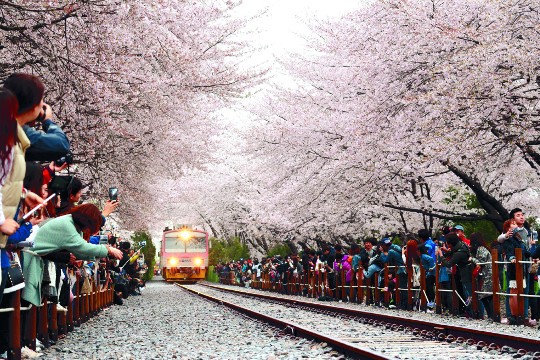진해군항제 맛집