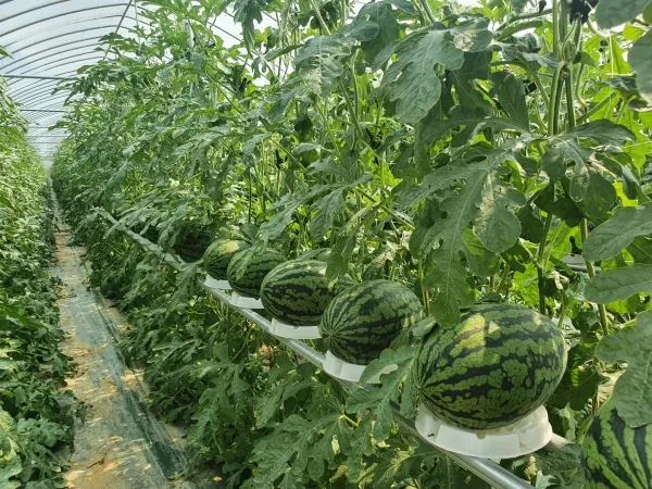 수박 재배 접목 선택 순 따기 당도 올리기_1
