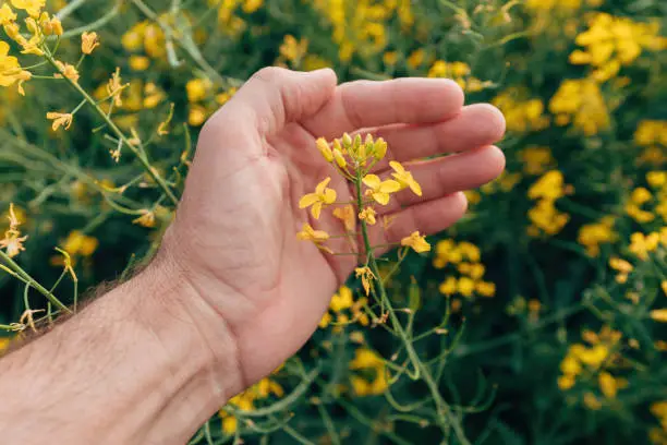 관매도 유채꽃 축제 섬 전체가 노랗게 물드는 봄날