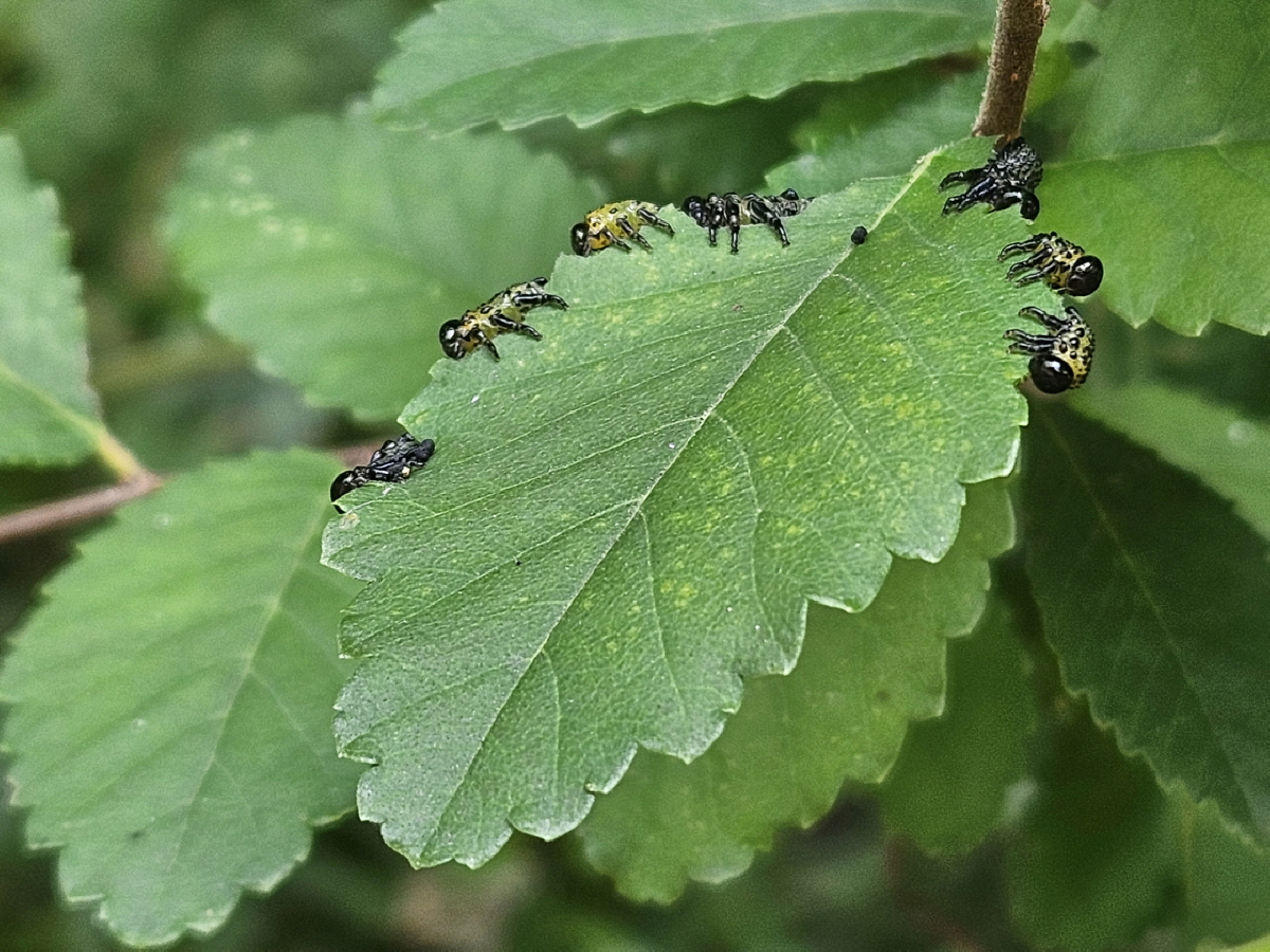 홍가슴루리등에잎벌4