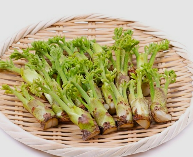 3월에 먹으면 좋은 제철 음식(봄철 음식) - 두릅편 (효능, 두릅이 들어가는 음식)