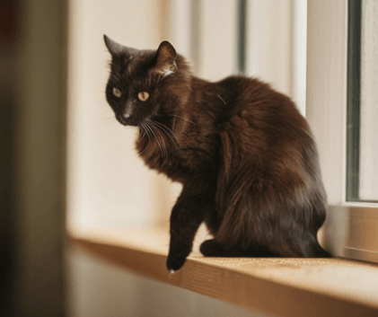 검은 고양이 꿈 해몽