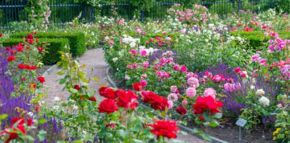 장미 꽃밭 사진