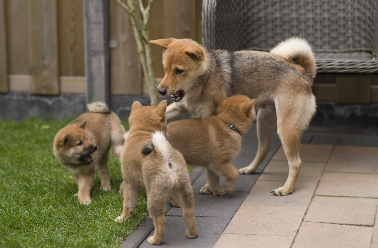 강아지와 건강하게 여름 나기: 더위 스트레스 줄이는 법