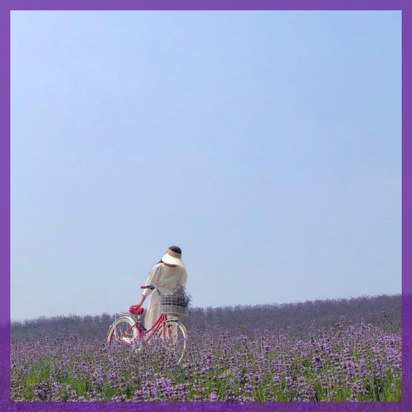 정읍-허브원-라벤더축제-전경2