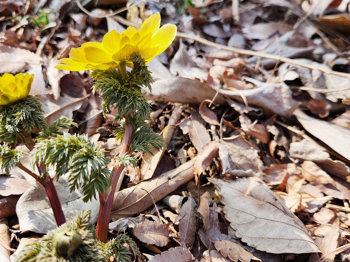 개복수초(가지복수초)