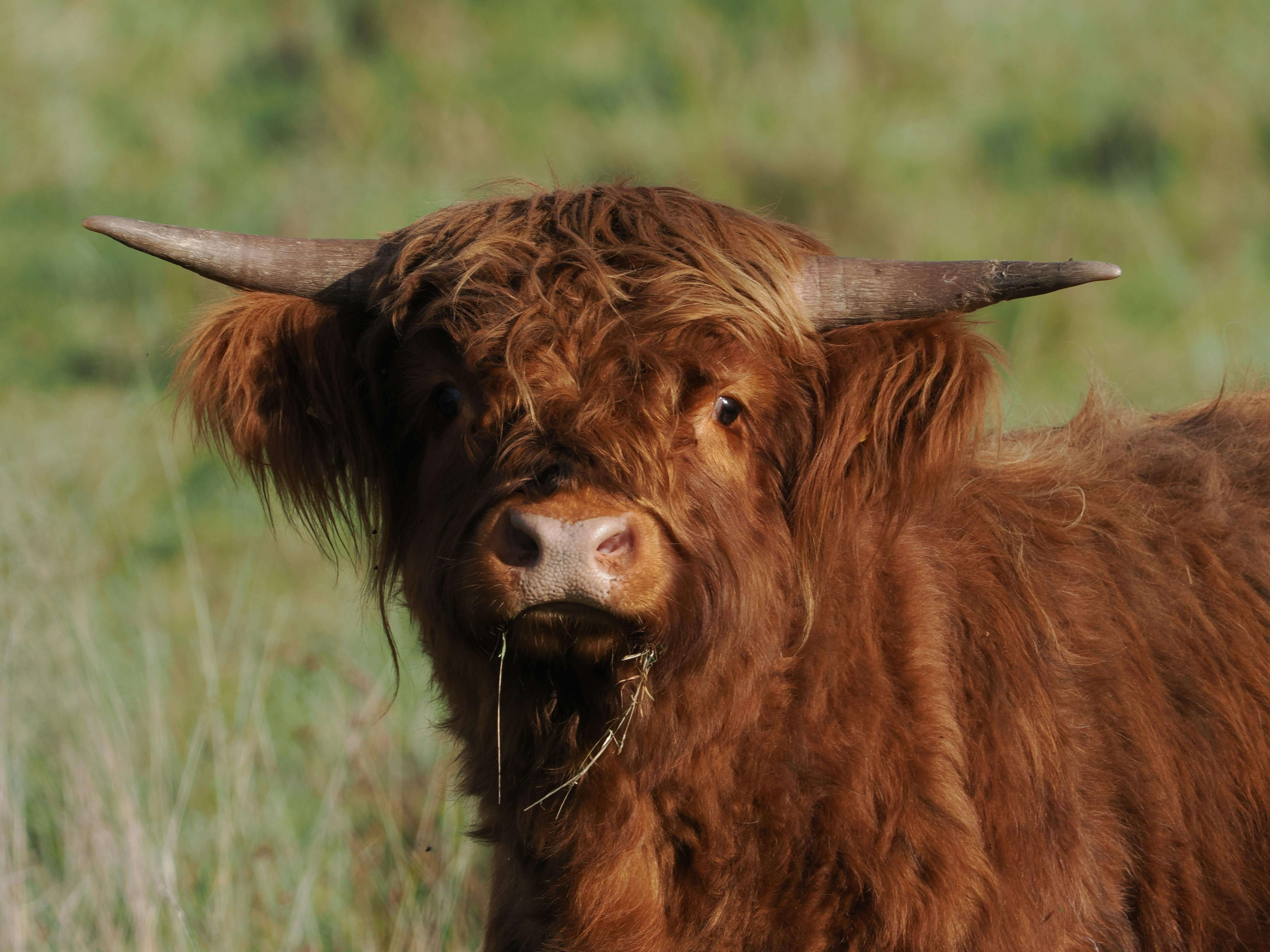 한국 야생 고양이 삵의 얼굴 표정·미세 행동 분석 — 비접촉식 감정 추정 기술의 적용