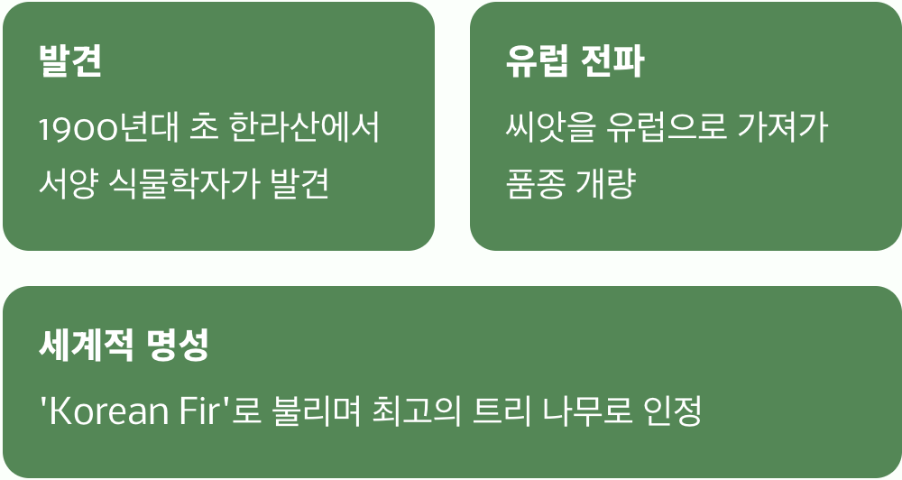 세계가 사랑한 '한국의 크리스마스 트리'
