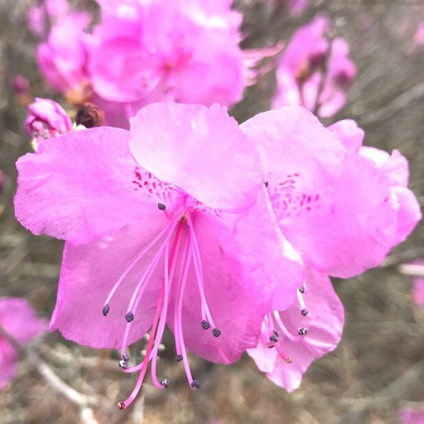 벚꽃 개화시기 봄축제 BEST5