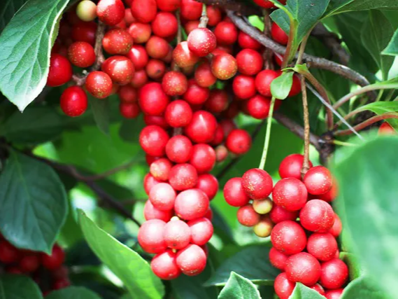 피로할 때 도움을 주는 오미자