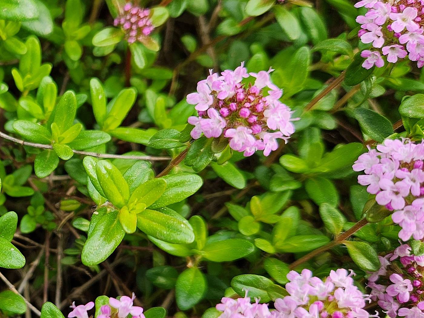 백리향