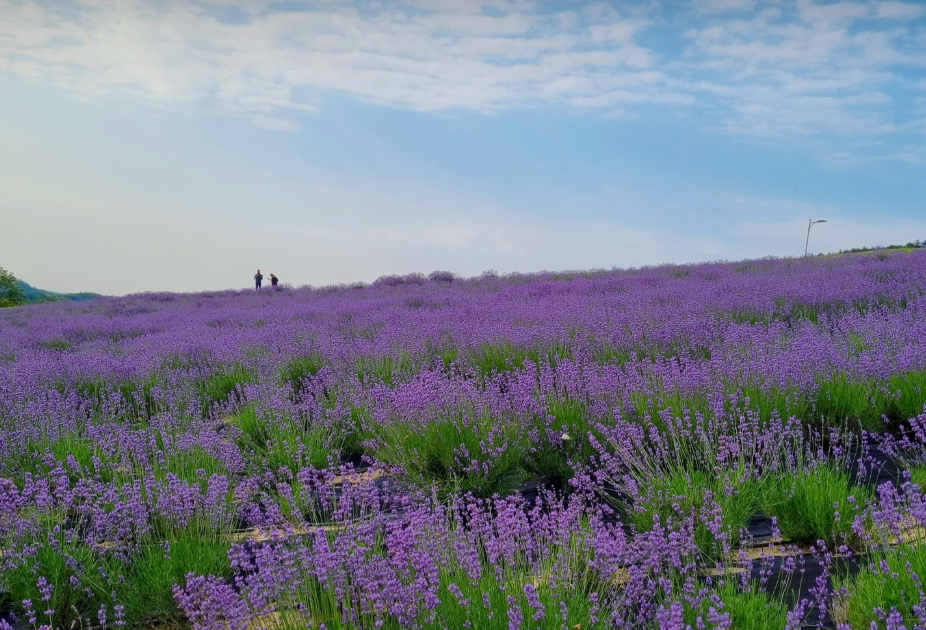 정읍 허브원 라벤더