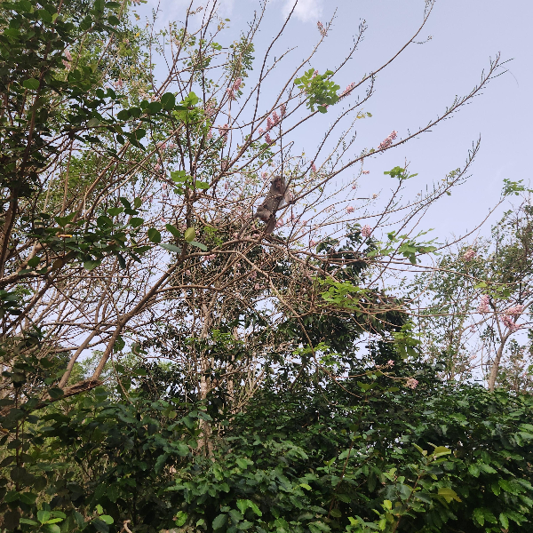 나무 사이에 원숭이가 보인다.