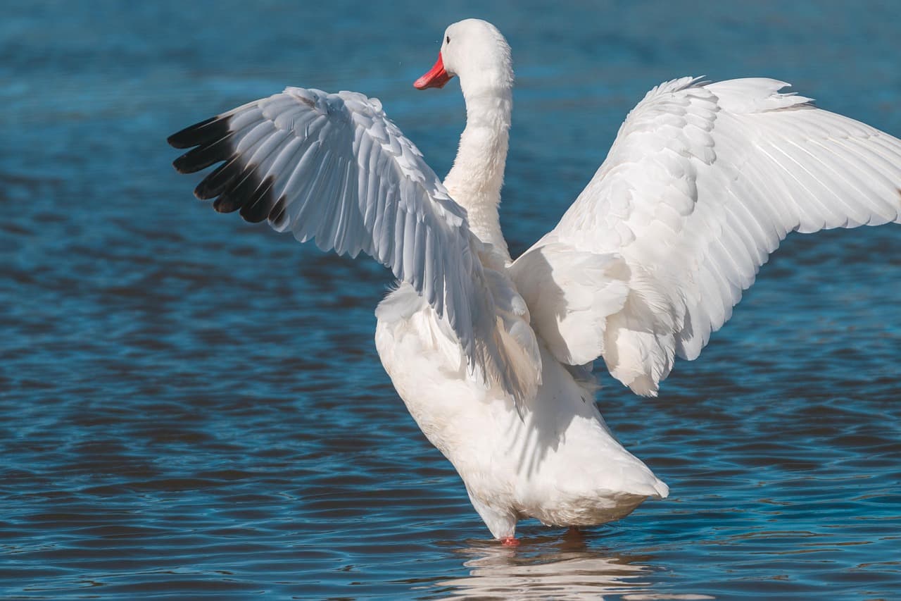 해양 조류에 흡착된 미세플라스틱 연구