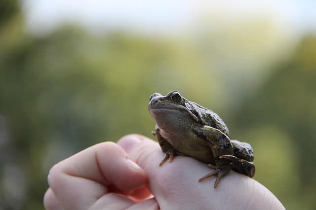 개구리 키우는 초보 실수 3가지, 해결법 공개!