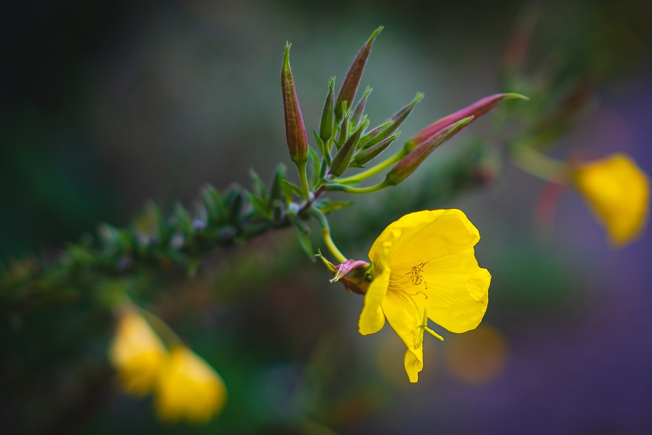 달맞이꽃종자유 효능