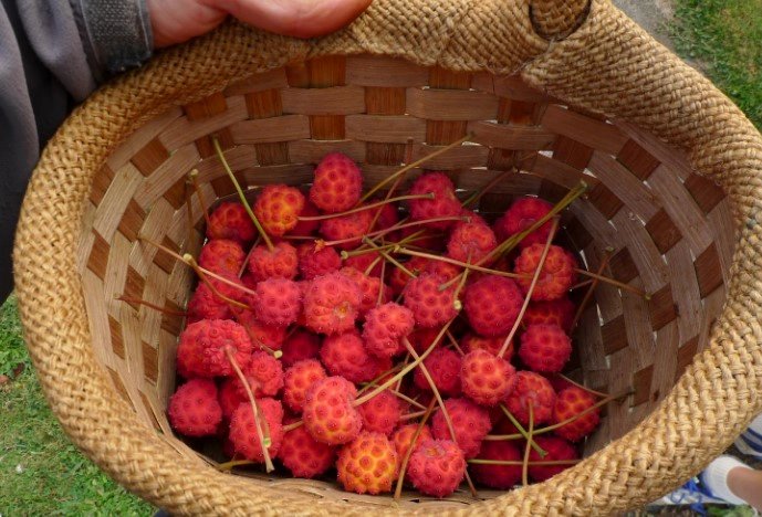 산딸나무 담금주 만들기