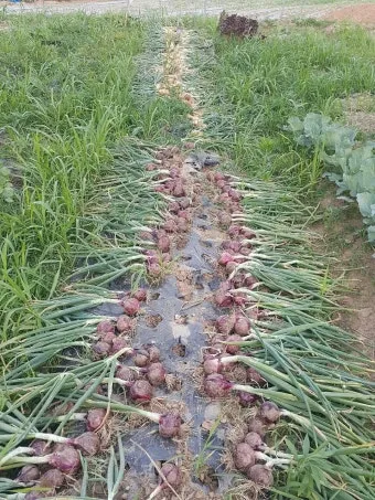 쪽마늘 재배 파종 깊이 흑비닐 피복 월동 준비_5