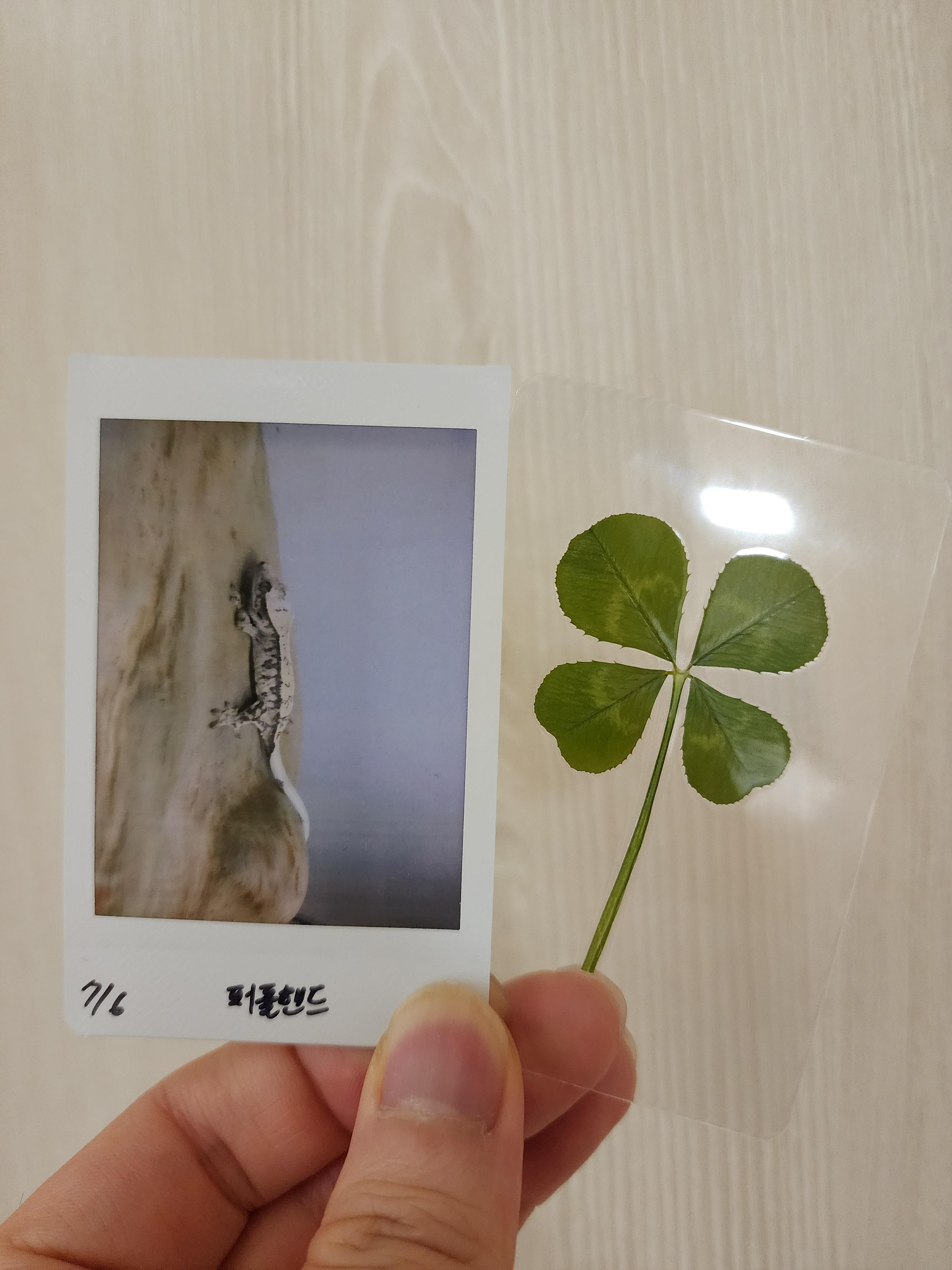 분양-나가는-개체마다-찍어주시는-사진과-건강하고-예쁘게-자라라는-의미에서-챙겨주신-네잎클로버