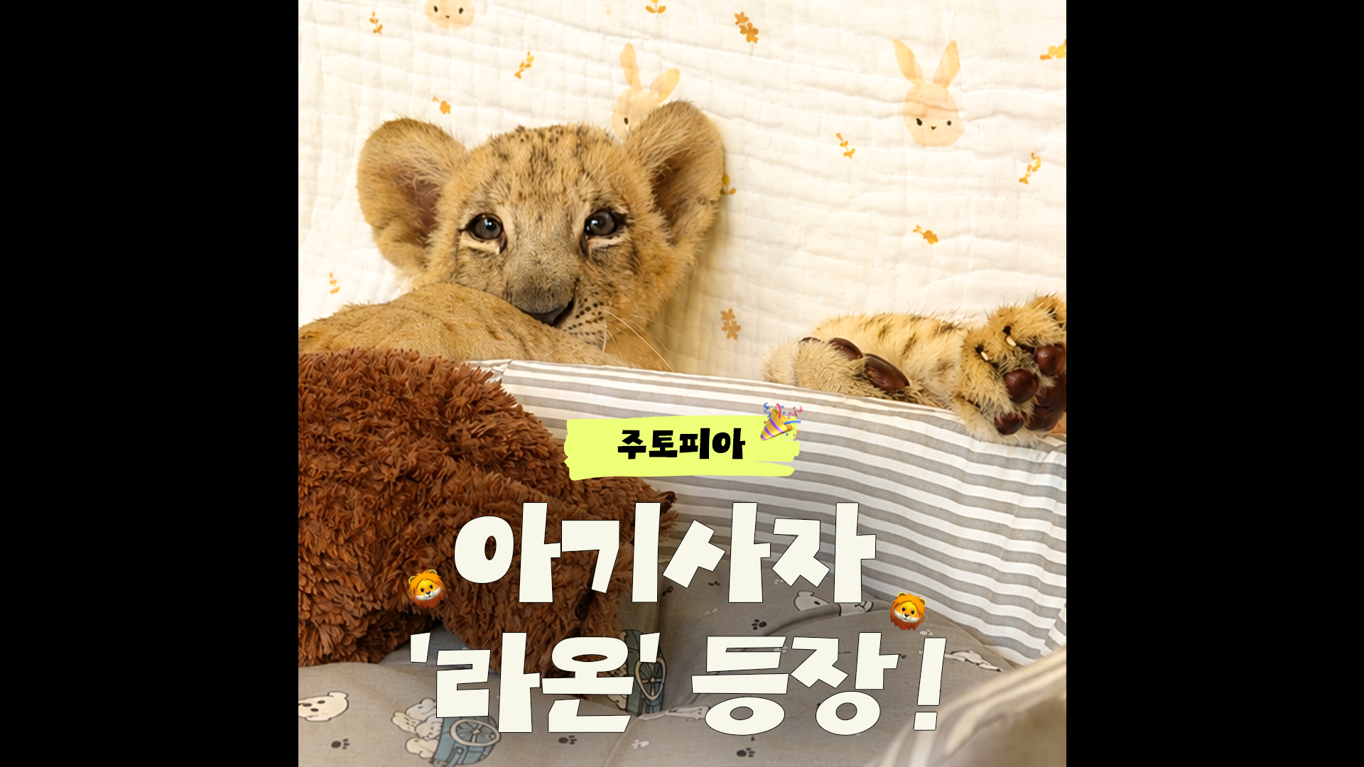 에버랜드 아기사자 '라온' 등장🤎｜#에버랜드 #뿌빠타운