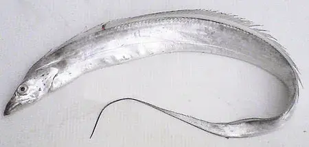 7월 제철음식 해산물 과일