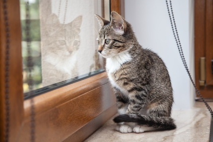 창밖을 바라보는 고양이.