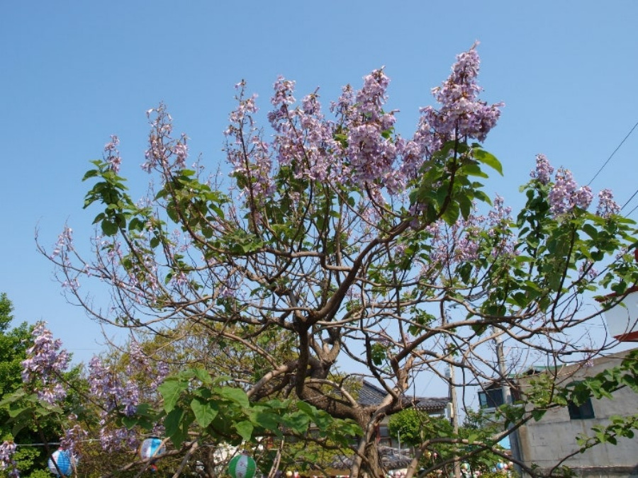 야생에서 잘 크고 있는 분홍색 꽃과 초록색의 잎을 가지고 있는 오동나무를 찍은 사진