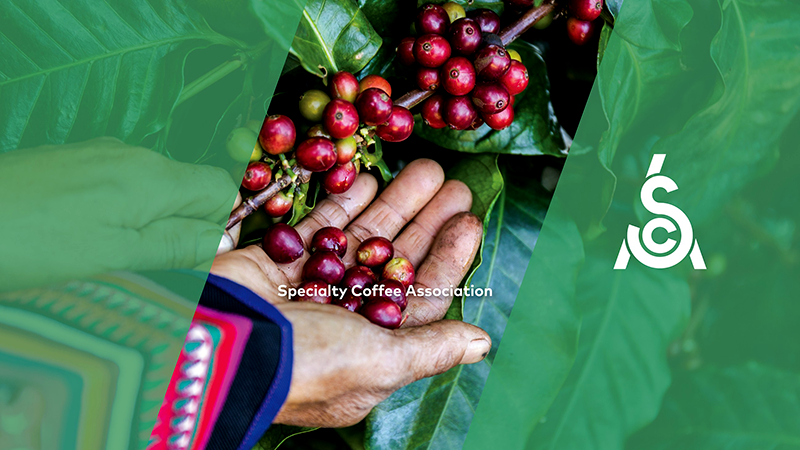 Specialty Coffee Association's coffee bean image