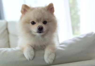 쇼파 위 강아지