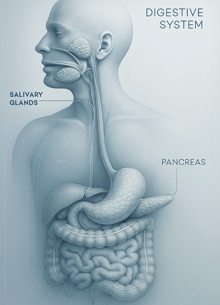 &lsquo;아밀라아제&rsquo;는 우리 몸의 탄수화물 가위