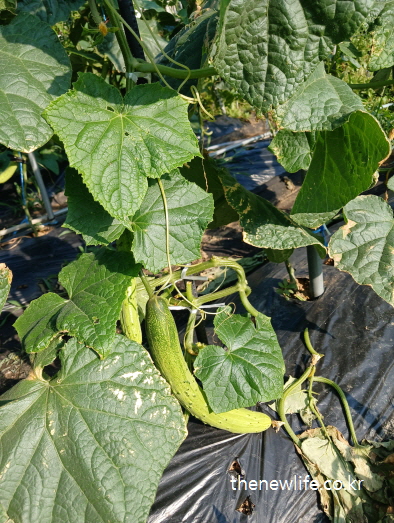 넓은 잎 아래 누운 오이와 오이 줄기-&nbsp;오이 효능&nbsp;-다이어트에 적합한 채소 실물 이미지