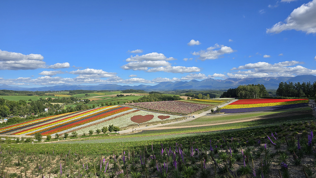 사계채의 언덕 하트 꽃밭