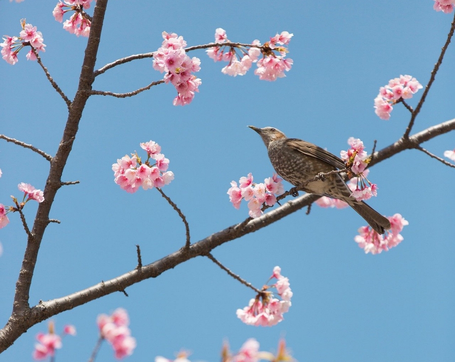 벚꽃 새